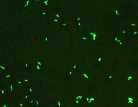 cfyg002.jpg