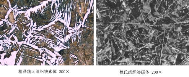 魏氏组织.jpg
